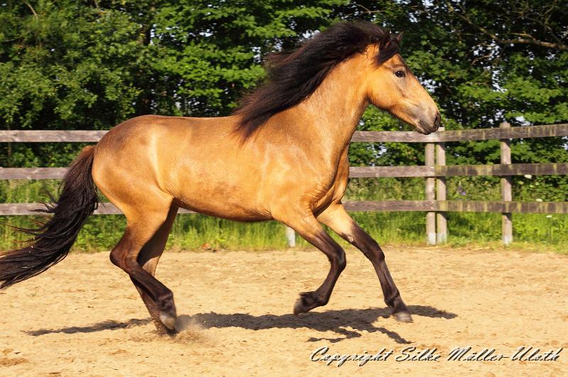_MG_4897 sg.JPG - Hrydja von Heidmoor - eine Alvar fra Stora-Hofi Tochter von 2011.